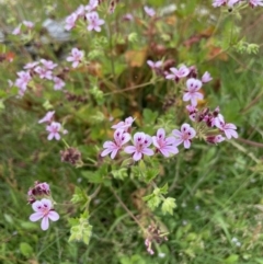 Pelargonium australe at Paddys River, ACT - 17 Jan 2022