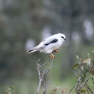 Elanus axillaris (Black-shouldered Kite) at Goorooyarroo NR (ACT) - 12 Oct 2021 by jb2602