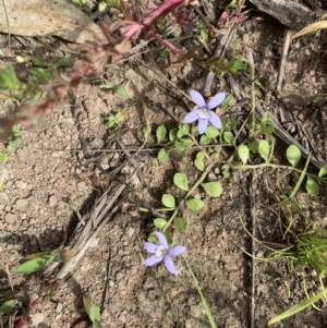 Isotoma fluviatilis subsp. australis at Coree, ACT - 17 Jan 2022