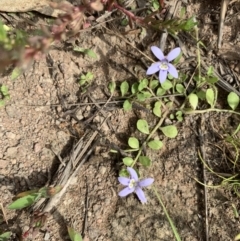 Isotoma fluviatilis subsp. australis at Coree, ACT - 17 Jan 2022