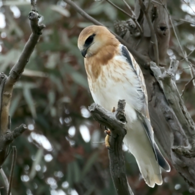 Elanus axillaris (Black-shouldered Kite) at Goorooyarroo NR (ACT) - 12 Oct 2021 by jb2602