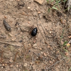 Anomalomorpha anthracina (Yellow-legged pasture scarab) at Ginninderry Conservation Corridor - 17 Jan 2022 by Eland