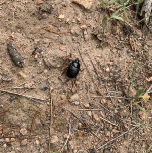 Anomalomorpha anthracina at Coree, ACT - 17 Jan 2022 11:51 AM