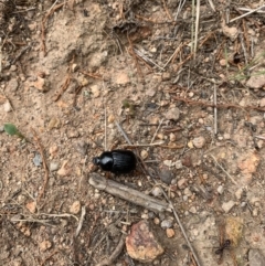 Anomalomorpha anthracina at Coree, ACT - 17 Jan 2022