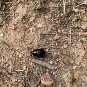 Anomalomorpha anthracina at Coree, ACT - 17 Jan 2022 11:51 AM