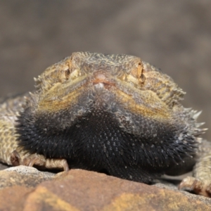 Pogona vitticeps at Acton, ACT - 14 Jan 2022