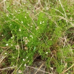 Vittadinia muelleri at Hawker, ACT - 17 Jan 2022