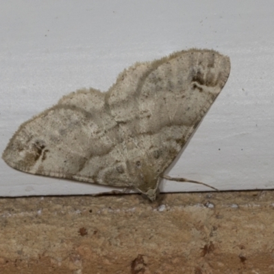 Syneora hemeropa (Ring-tipped Bark Moth) at Higgins, ACT - 16 Jan 2022 by AlisonMilton