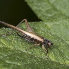 Trigonidium vittaticollis (A sword-tail cricket) at Higgins, ACT - 18 Jan 2022 by AlisonMilton