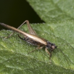 Trigonidium vittaticollis (A sword-tail cricket) at Higgins, ACT - 17 Jan 2022 by AlisonMilton