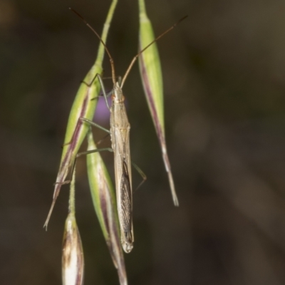 Mutusca brevicornis (A broad-headed bug) at Hawker, ACT - 9 Jan 2022 by AlisonMilton