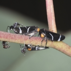 Eurymeloides bicincta (Gumtree hopper) at Hawker, ACT - 10 Jan 2022 by AlisonMilton