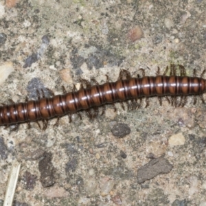 Paradoxosomatidae sp. (family) at Higgins, ACT - 18 Jan 2022