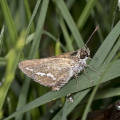 Taractrocera papyria (White-banded Grass-dart) at Higgins, ACT - 17 Jan 2022 by AlisonMilton