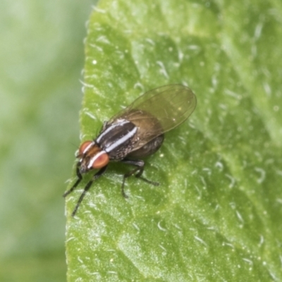 Poecilohetaerus aquilus (A lauxaniid fly) at Higgins, ACT - 17 Jan 2022 by AlisonMilton