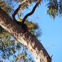 Callocephalon fimbriatum (Gang-gang Cockatoo) at Mount Majura - 16 Jan 2022 by MargL