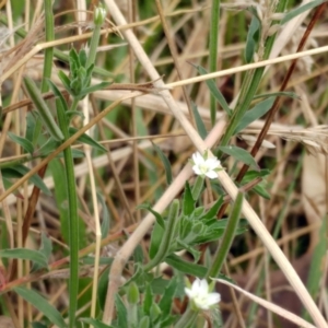 Epilobium hirtigerum at Hawker, ACT - 17 Jan 2022