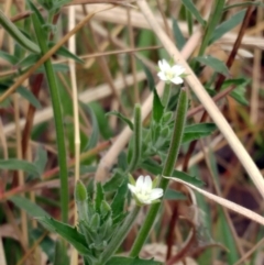 Epilobium hirtigerum at Hawker, ACT - 17 Jan 2022