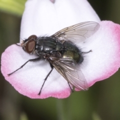 Unidentified Bristle Fly (Tachinidae) at Higgins, ACT - 17 Jan 2022 by AlisonMilton
