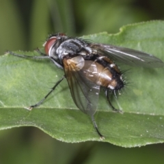 Unidentified Bristle Fly (Tachinidae) at Higgins, ACT - 17 Jan 2022 by AlisonMilton