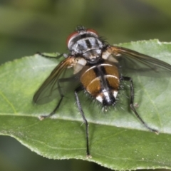 Tachinidae (family) at Higgins, ACT - 18 Jan 2022 07:01 AM