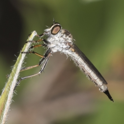 Cerdistus sp. (genus) (Yellow Slender Robber Fly) at Higgins, ACT - 17 Jan 2022 by AlisonMilton