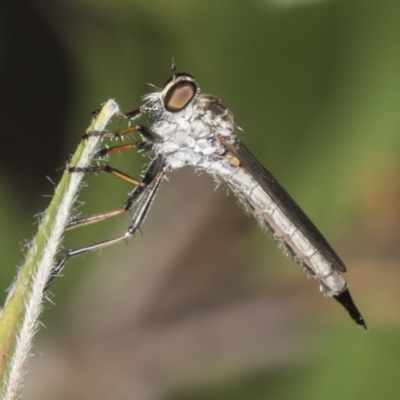 Cerdistus sp. (genus) (Slender Robber Fly) at Higgins, ACT - 18 Jan 2022 by AlisonMilton