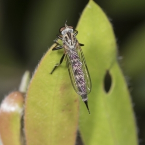 Cerdistus sp. (genus) at Higgins, ACT - 18 Jan 2022