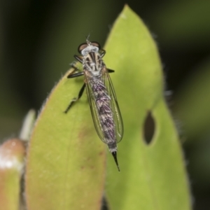 Cerdistus sp. (genus) at Higgins, ACT - 18 Jan 2022