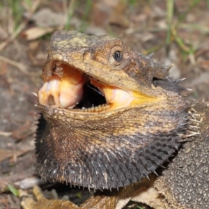 Pogona barbata at Acton, ACT - 12 Jan 2022