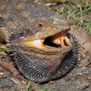 Pogona barbata at Acton, ACT - 12 Jan 2022