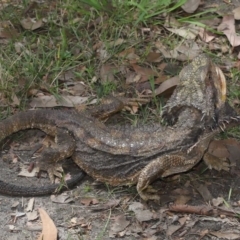 Pogona barbata at Acton, ACT - 12 Jan 2022