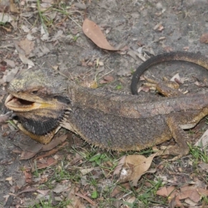 Pogona barbata at Acton, ACT - 12 Jan 2022