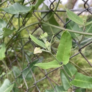 Araujia sericifera at Campbell, ACT - 18 Jan 2022