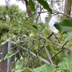 Araujia sericifera at Campbell, ACT - 18 Jan 2022