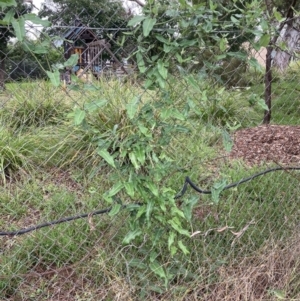 Araujia sericifera at Campbell, ACT - 18 Jan 2022