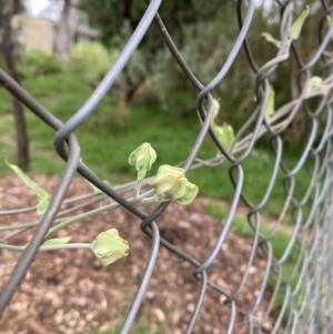 Araujia sericifera at Campbell, ACT - 18 Jan 2022