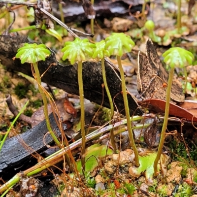 Marchantia polymorpha at Bundanoon - 18 Jan 2022 by trevorpreston