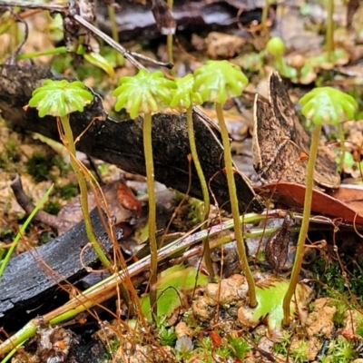 Marchantia polymorpha at Wingecarribee Local Government Area - 18 Jan 2022 by tpreston