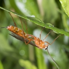 Unidentified Parasitic wasp (numerous families) (TBC) at Higgins, ACT - 17 Jan 2022 by AlisonMilton