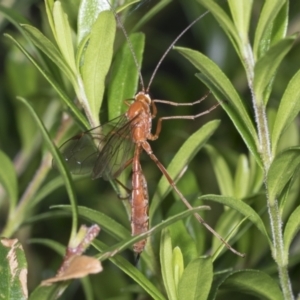 Netelia sp. (genus) at Higgins, ACT - 18 Jan 2022