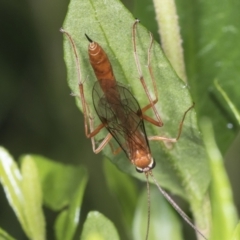 Netelia sp. (genus) at Higgins, ACT - 18 Jan 2022