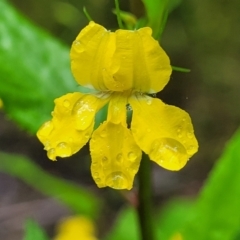 Goodenia ovata (Hop Goodenia) at Bundanoon - 18 Jan 2022 by tpreston