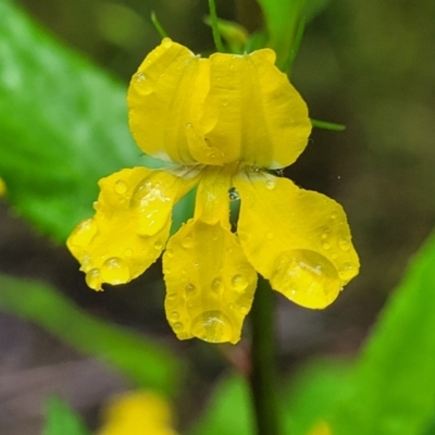 Goodenia ovata (Hop Goodenia) at Bundanoon, NSW - 18 Jan 2022 by trevorpreston