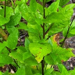 Goodenia ovata at Bundanoon, NSW - 18 Jan 2022