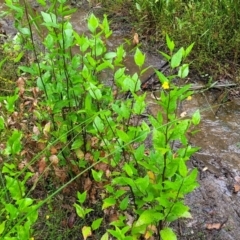 Goodenia ovata at Bundanoon, NSW - 18 Jan 2022