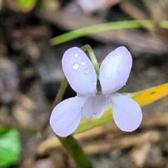 Viola silicestris (Sandstone Violet) at Bundanoon, NSW - 18 Jan 2022 by trevorpreston