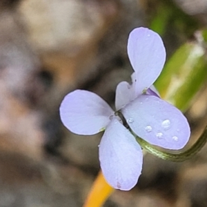 Viola silicestris at Bundanoon, NSW - 18 Jan 2022