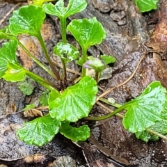 Viola silicestris at Bundanoon, NSW - 18 Jan 2022