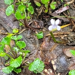 Viola silicestris at Bundanoon, NSW - 18 Jan 2022 12:39 PM